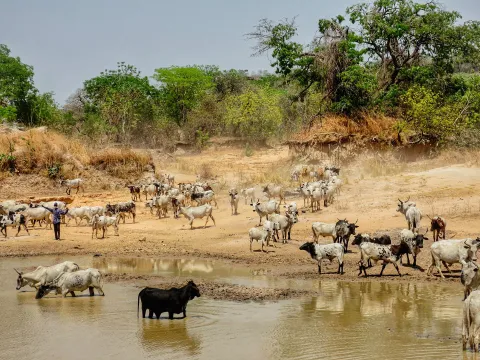 Ganado bebiendo agua de un jagüey en plena temporada seca