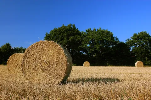Pacas doradas de forraje y residuos de cosecha guardadas como reserva para la época seca