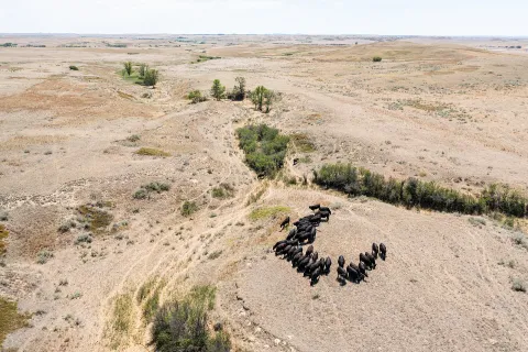 Vista aérea de un rancho de ganado en una llanura reseca por la sequía