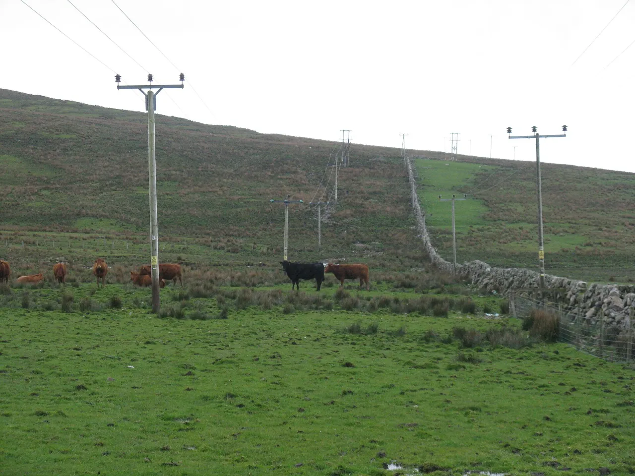 Ganado pastando en un potrero de pasto seco y áspero para calcular la carga animal