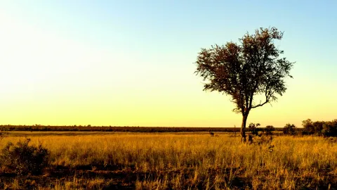 Pradera de sabana con pastos resistentes en plena temporada seca